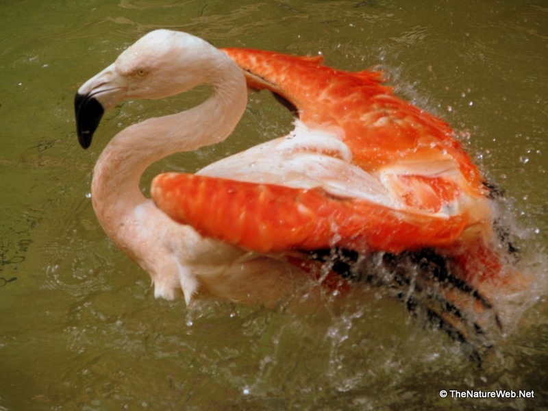 Chilean Flamingo